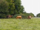 Hatfield Forest severně od Londýna je dobrým příkladem bývalého královského lesa, v současnosti přírodní rezervace. Dobytek se nepase v lese, ale na oplocené pastvině, která je součástí lokality. Foto R. Hédl