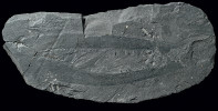 Téměř 22 cm dlouhé klepítko (chelicera) velkého eurypterida druhu Acutiramus perneri naznačuje, že jeho nositel měřil zhruba 1,5 m. Nález pochází z radotínských vápenců (spodní devon) u Kosoře. Ze sbírek Národního muzea, Praha. Foto L. Váchová