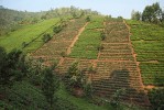 Gorily horské (G. beringei beringei) stejně jako další lidoopy ohrožuje velkoplošná přeměna původního prostředí  na zemědělské plochy. Foto F. Pelc