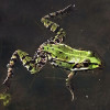 Skokana krátkonohého (Pelophylax lessonae) ohrožuje např. odstraňování litorálních porostů rybníků, odvodňování a vysušování krajiny. Foto F. Kounek