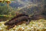 Čolek velký (Triturus cristatus) patří k evropsky chráněným druhům. Je schopen osídlit i malé tůně, upřednostňuje ale nádrže hlubší.  Foto T. Holer