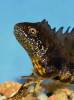 Čolek velký (Triturus cristatus) je spolehlivým ukazatelem dobré kvality vodních biotopů. Trvale se vyskytuje v čistých vodách nekontaminovaných povrchovými splachy, prorostlých bohatou mokřadní a vodní vegetací a oživených hojným zooplanktonem. Foto J. Moravec