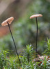 Špička žíněná (Gymnopus androsa - ceus) vytváří často početné porosty drobných plodnic v jehličnatém opadu. Při podrobnějším průzkumu zjistíme, že tmavé třeně plodnic vyrůstají nejen z jehlic, ale i větviček, kousků dřeva, případně šupin šišek. Foto L. Zíbarová