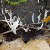 Větvená stromata dřevnatky kyjovité (Xylaria hypoxylon) s charakteristickým bílým popraškem konidií vyrůstají z tlejícího pařezu.  Foto O. Koukol
