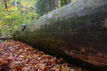 Vzácný ohňovec Pouzarův (Phellinus pouzarii Kotlaba) na padlé jedli  v Boubínském pralese (vpravo dole). Foto J. Holec