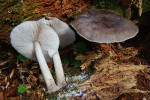 Štítovka Pouzarova (Pluteus pouza­rianus) pojmenovaná na počest  Z. Pouzara slavným mykologem německého původu Rolfem Singerem. Foto J. Holec