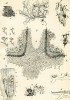 Ukázka ze Sachsových ilustrací pro Živu – kamenotisk tabule č. 14 k článku O vzrůstu bylin IV. O lišejnících (Živa 1853, 11: 336–343). Kresby zobrazují především příčné řezy různých druhů lišejníků, doplňující podrobný popis stavby těchto symbiotických organismů uvedený v textu. Orig. J. Sachs