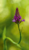 Kriticky ohrožená orchidej rudohlávek jehlancovitý (Anacamptis pyrami - dalis). V Čechách roste pouze v Českém krasu na několika málo lokalitách. O něco častější je na jihovýchodní Moravě. Foto T. Jůnek