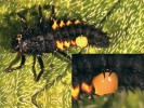 Larva slunéčka východního (Harmonia axyridis) s kapkou hemolymfy vyloučenou z póru na zadečku při napadení. Foto O. Nedvěd