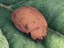 Exemplář slunéčka východního (Harmonia axyridis) použitý v pokusu se sýkorami – výstražné zbarvení má zakryté hnědou temperou. Foto O. Nedvěd