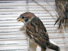 Mladý vrabec polní (Passer montanus) v laboratorním chovu. Foto O. Nedvěd