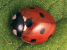 Slunéčko sedmitečné (Coccinella septempunctata). Málokdo si uvědomuje, že součástí jeho výstražného zbarvení je také bílá barva, a to i na krovkách. Foto O. Nedvěd
