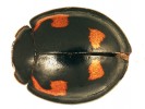 Planetka čtyřskvrnná (Exochomus quadripustulatus). Foto O. Nedvěd