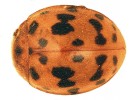 Vlnáč vojtěškový (Subcoccinella vigintiquatuorpunctata). Foto O. Nedvěd