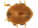 Vlnáč netečný (Cynegetis impunctata). Foto O. Nedvěd
