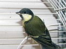 Mladá sýkora koňadra (Parus major) v laboratorním chovu. Foto O. Nedvěd