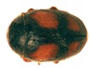 Huňáček obecný (Scymnus frontalis). Foto O. Nedvěd