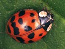 Samice slunéčka východního (Harmonia axyridis) formy succinea – v přírodě zcela převažující tečkovaná forma. Foto O. Nedvěd