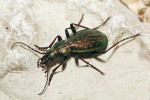 Dalším dnes už v Beskydech pravděpodobně vyhynulým druhem je střevlík Fabriciův (Carabus fabricii). Snímek J. Procházky