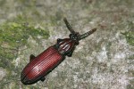 Rýhovec pralesní (Rhysodes sulcatus) patří k našim nejvzácnějším broukům. Snímek J. Procházky