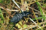 Střevlík hrbolatý (Carabus variolosus) vyhledává vlhčí místa, zejména koryta potoků nebo sihly, jak se na Valašsku říká kyselým podmáčeným loukám.  Foto J. Procházka