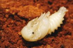 Vývoj roháčka jedlového (Ceruchus chrysomelinus) probíhá ve dřevě napadeném hnědou hnilobou. Kukla samce. Snímek J. Procházky