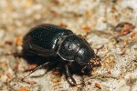 Vývoj roháčka jedlového (Ceruchus chrysomelinus) probíhá ve dřevě napadeném hnědou hnilobou. Dospělá samice. Snímek J. Procházky