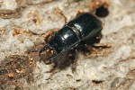 Vývoj roháčka jedlového (Ceruchus chrysomelinus) probíhá ve dřevě napadeném hnědou hnilobou. Samec. Snímek J. Procházky
