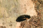 Kornatec velký (Peltis grossa) ke svému vývoji potřebuje stojící kmeny odumřelé před asi 10–16 lety. Výletový otvor. Snímek J. Procházky