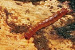 Lesák rumělkový (Cucujus cinnaberinus) obývá v Beskydech odumřelé kmeny javorů a buků. Larva. Snímek J. Procházky