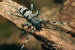 Druh dnes už v Beskydech pravděpodobně vyhynulý tesařík alpský (Rosalia alpina). Snímek J. Procházky