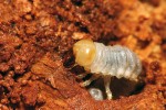 Vývoj roháčka jedlového (Ceruchus chrysomelinus) probíhá ve dřevě napadeném hnědou hnilobou. Larva. Snímek J. Procházky