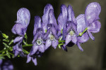 Mezi charakteristické znaky křížence Aconitum ×berdaui patří lysé (neplstnaté) stonky, větve a přilbice. Foto J. Janeček