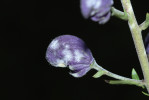 Padlí Erysiphe aquilegiae za vhodných podmínek napadá nejen listy a stonky, ale i květy oměje tuhého moravského. Foto J. Janeček