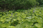 Kvetoucí oměj výrazně převyšuje porost mohutného devětsilu lékařského (Petasites hybridus), lemující tok v mělkém údolí Velkého potoka. Foto M. Kočí 