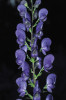 Důležitým determinačním znakem oměje tuhého moravského (Aconitum firmum subsp. moravicum) jsou hustě nežláznatě pýřité přilbice, květní stopky a horní část lodyhy. Foto J. Janeček