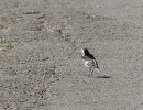 Samec konipasa bílého anglického (Motacilla alba ssp. yarrellii) se odlišuje od nominotypického poddruhu černým hřbetem, černavou barvou po stranách hrudi a tmavošedými boky. Rolava, 8. července 2024. Foto O. Bušek