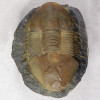 Trilobit Ectillaenus katzeri. Typický střednoordovický zástupce bohaté fauny šáreckého souvrství po nástupu celosvětového velkého nárůstu biodiverzity v ordoviku – GOBE  (blíže v textu) v pražské pánvi. Foto P. Kraft
