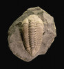 Trilobit Ormathops atavus. Další z trilobitů, kteří jsou typičtí pro GOBE v pražské pánvi. Realistický prostorový vzhled těchto, a stejně i dalších vyobrazených zkamenělin ze šáreckého souvrství umožnilo jejich zachování ve sběratelsky populárních rokycanských kuličkách. Foto P. Kraft
