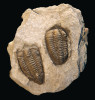 Trilobiti Colpocoryphe bohemica. Dva jedinci druhu, který je hojný v šáreckém souvrství pražské pánve, tedy v oblasti barrandienu, a lze ho najít na lokalitách v okolí Prahy a Rokycan. Druh je součástí bohaté fauny odrážející celosvětovou událost velkého, skokového nárůstu biodiverzity v mořích a oceánech středního ordoviku. Nález pochází z břidlic, proto jsou fosilie mírně deformované oproti těm vyobrazeným u článku, jež pocházejí z křemitých nodulí tzv. rokycanských kuliček, které je proti deformacím ochránily. Foto P. Kraft