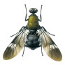 Samice bráněnky Culcua ornans. Holotyp nově popsaného druhu byl získán v Indii ve státě Meghalaya. Orig. F. Gregor