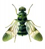 Samec Culcua fasciata, holotyp tohoto nově popsaného druhu byl získán z Filipín (z ostrova Luzon). Orig. F. Gregor