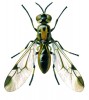 Samice Oxycerina sabaha, nově popsaného rodu a druhu z východní Malajsie (území Sabah na ostrově Borneo). Orig. F. Gregor