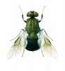 Bráněnka Pegadomyia pruinosa. Druh původně popsal z Tchaj-wanu Kálmán Kertész, typový materiál byl ale zničen při požáru muzea v Budapešti v r. 1956. Vyobrazená samice pochází z Malajsie. Orig. F. Gregor