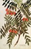 Ulisse Aldrovandi nakreslil oskeruši v r. 1553 poprvé pod názvem Sorbus domestica.