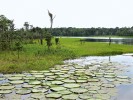 Slepé rameno v zaplavovaném lese (biotop várzea) při soutoku Rio Solimões (Amazonky) a Rio Negra v Brazílii. V popředí porost viktorie královské (Victoria amazonica). Rozsáhlé „plovoucí louky“ skýtají úkryty rybám i jiným živočichům. Žije zde nedávno popsaná arapaima štíhlotělá (Arapaima leptosoma). Foto J. Moravec