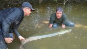 Odběr vzorků pro projekt Evoluce chromozomů u Arapaimidae: populace a mezikontinentální přístup. Ryby z horního toku řeky Araguaiá byly určeny jako arapaima obrovská. Foto z archivu E. A. de Oliveiry