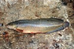 Fantang nilský (Heterotis niloticus) nezapře svým vzhledem příbuznost s arapaimami. Foto M. Reichard