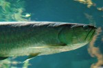 Arowana černá (Osteoglossum ferreirai) je obyvatelem kyselých černých vod v povodí Rio Negro a některých  dalších jihoamerických řek.  Foto M. Kořínek