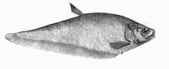 Ilustrace nožovce malého (Notopterus notopterus) z knihy The Fishes of India (Francis Day 1878), orig. C. Achilles. 